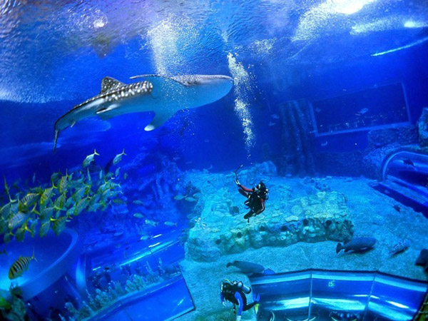 潛在水里，學(xué)做一條靜靜的魚