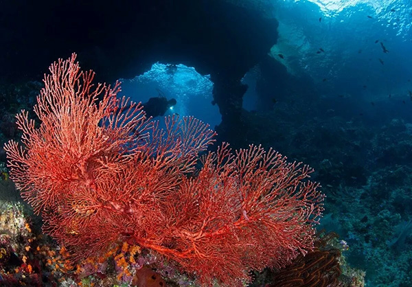 【潛水這艘賊船，這次開往上帝的花園】文章轉自/三聯生活周刊