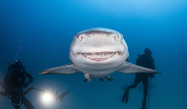 動(dòng)物開(kāi)懷大笑照片大搜羅